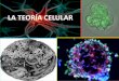 LA TEORÍA CELULAR - … · Podemos encontrar dos tipos de células en los seres vivos: ... procarióticos aerobios. ... El siguiente paso en la evolución celular fue la aparición