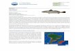 Identificación del recurso - ctmfm.org · Es un pez demersal que habita zonas muy costeras y parte ... largo estándar, largo de la cabeza, largo del hocico, distancias ... transparente
