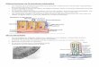 DIFERENCIACIONES DE MEMBRANA - Copia de membrana - P.pdf · Se sabe que también interviene en la migración celular, en el desarrollo embrionario y en la diferenciación celular,