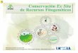Conservación Ex Situ de Recursos FitogenØticos · Estudiar las alternativas y métodos para conservar recursos fitogenéticos ex situ. ... especies difíciles de manejar. La colecta