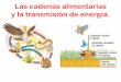 Las cadenas alimentarias y la transmisión de energía. · Los descomponedores (hongos y bacterias) son organismos heterótrofos que pueden encontrarse en cualquier nivel de una cadena