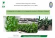 La innovación tecnológica en la propagación masiva de ... · establecimiento en condiciones de suelo (1 mes) Fase IV : Aclimatación. ... la cantidad y calidad de las plantas 