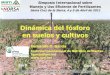 Dinámica del fósforo en suelos y cultivos - IPNIlacs.ipni.net/ipniweb/region/lacs.nsf/0... · Ensayo La Marta -CREA Sur de Santa Fe 2000/01 -Thomas et al. (2001) Sin P. Con P. Dinámica