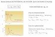 Bases iónicas del POTENCIAL DE ACCIÓN (ciclo de …cronos.unq.edu.ar/fisgen/Sistema nervioso II 2014.pdf · Bases iónicas del POTENCIAL DE ACCIÓN ... Fase de despolarización