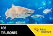 Tiburones - Ven a Palma Aquarium ¡El acuario de Palma de ... · ¿Sabías que…? Los tiburones son animales muy primitivos, ... peligrosos para ellos que ellos para nosotros. 