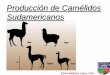 Producción de Camélidos Sudamericanosemellisho/zootecnia_archivos/zoote... · Sistema de Clasificación de la Fibra de Alpaca Características Símbolo Especificaciones 1. Tipo