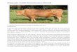 El ganado criollo Romosinuano (Romo) - Razas Bovinas de ... · El Ministerio de Agricultura de Colombia estableció, en 1936, un grupo de ganado Romo en la Granja de Montería, hoy