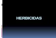 HERBICIDAS - ecaths1.s3.amazonaws.comecaths1.s3.amazonaws.com/terapeutica/HERBICIDAS 1.pdf · Formulaciones Se formulan como sal amina y se formulaban como ésteres ... Herbicidas