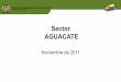 Sector AGUACATE - SIOC · • Destino de la producción: Aguacate Hass mercado local y exportado a Holanda. El total de la producción ... • Promoción nacional al consumo de aguacate