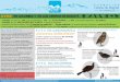 aves · Orden: Galliformes Familia: Cracidae: pavas, chachalacas Género: Penélope * Para más información sobre AVES consultar fichas en la página de la fundación 