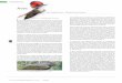 Aves - Secretaría de Desarrollo Urbano y Medio …€¦ · del sur del estado; Heliornis fulica con sólo un registro en la ... (loro yucateco) y A. albifrons, en cuyo caso son los