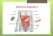 Sistema Digestivo humano - … · fundamentales en la motilidad, mezcla y avance de los nutrientes por el tubo digestivo. Acciones digestivas ... Boca Cavidad de entrada de los alimentos