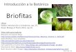 Briofitas - dbbe.fcen.uba.ar · Monoclea gottschei (hepática) Hepáticas talosas: Marchantia sp., Lunularia sp.  Introducción a la Botánica DBBE …