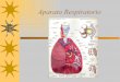 Aparato Respiratorio - eTablerosetableros.com/embriologia/embrio/diapos/files/Respirator... · 2012-04-15 · El epitelio laríngeo prolifera y causa una oclusión temporal. La 