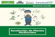 Recolección de Plantas Medicinalessaludpublica.bvsp.org.bo/cc/bo40.1/documentos/600.pdf · coordinación con la oficina de Medicina Tradicional e Intercultural del ( SEDES) La Paz,