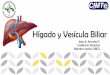 Hígado y Vesícula Biliargado-y-Vesícula-Biliar.pdf•La inervación de la vesícula biliar proviene del vago y ramas simpáticas que pasan a través del plexo celiaco. Los impulsos