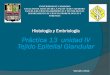 Práctica 13 unidad IV Tejido Epitelial Glandularoperez/histyembr/Practica 13.pdf · Prof. Romero José Prof. (a) Villamizar Merlin Prof. (a) Villarreal Blanco Vanessa Prof. (a) Coelho