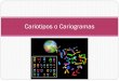 Cariotipos o Cariogramas - institutonacional.cla... · Representación del conjunto de cromosomas de un organismo. ... Luego del análisis de todos los cariotipos ¿qué relación