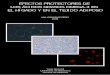EFECTOS PROTECTORES DE LOS ÁCIDOS …diposit.ub.edu/dspace/bitstream/2445/42263/1/AGP_TESIS.pdf · Extracción de RNA 137 1.1.- TRIzol 137 1.2.- RNAqueous 138 2.- Síntesis de cDNA