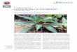 En Tabasco se reportan cinco cONOcieNDO su …bioteca.biodiversidad.gob.mx/janium/Documentos/7256.pdf · estudio de las especies vegetales, es necesaria la co ... maguey del fenotipo