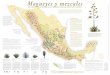Magueyes y mezcales - mezcalestradicionales.mxmezcalestradicionales.mx/mezcales_herencia_cultural_y_bio/Ponencias... · de maguey y cuyo nombre responde a su lugar de ori-gen y/o