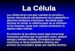 La Célula - Biología 8 Grado Colegio San Ignacio ...mariagonzalezu.weebly.com/uploads/.../2/6322285/celulas-y-organelos... · C. Célula bacteriana: no posee núcleo y organelos