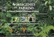 PARAÍSO DEL IMÁGENES - iiap.org.pe · comunidad científica por sus récordes de biodiversidad en lo que se refiere a plantas, anfibios, reptiles, aves ... Esta reserva representa,