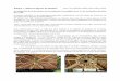 Palapa y cubiertas ligeras de Bambú. A - … Paulino.docx.pdf · innovación de productos e innovación de procesos. Cubierta Tejida ... Sera importante no compararlo con la madera,