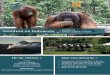 QuéDe un vistazo encontrarás > - exode.es€¦ · Aventura en Indonesia > Indonesia > Desde 2.565 € + vuelo QuéDe un vistazo encontrarás > Orangutanes y fauna autóctona en