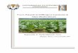 Proyecto: Evaluación de VIUSID-Agro en la producción …catalysisagro.com/pdf/info_viusid_tabaco.pdf · (Nicotina tabacum L.) la cual es una especie perenne que se cultiva anualmente