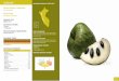 CHIRIMOYA UBICACIÓN DEL RECURSO / … · Pouteria lucuma Familia / Family: Sapotaceae Procedencia / Source Cultivada / Cultivated Distribución Geográfica / Geographic Distribution