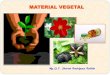 MATERIAL VEGETAL - …sabe618093a56776c.jimcontent.com/download/version... · CARACTERIZACION PRELIMINAR DE LOS EXTRACTOS Herramienta fitoquímica basada en rx coloreadas, selectivas
