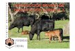 P PRODUCCIÓN BOVINA DE R D ORIENTACIÓN … · - 90 % de las explotaciones de ganado vacuno en Andalucía tienen orientación cárnica, con claro predominio de los regímenes extensivos
