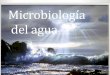 Microbiología del agua - Microred · Mar Rojo Microorganismos bentónicos •Algunos forman ... Microorganismos indicadores de la calidad del agua En el análisis rutinario de aguas