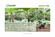 Rainforest Alliance y los supermercados de descuentos ...makefruitfair.org/wp-content/uploads/2016/12/Rainforest-Alliance-y... · Lidl y Aldi han prometido el 10% de bananas certificadas