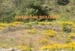 DIVERSIDAD BIOLÓGICA - biolunrn.files.wordpress.com · Mide la diversidad del paisaje, o sea número de especies en total dentro de un área de estudio determinada. La diversidad