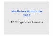Medicina Molecular 2011 - Investigación en Cancer · ProtocoloProtocolo. Tipos de sondas ... • El gen más estudiado dentro de esta zona es el gen de la elastina, una proteína