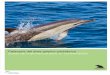 Cetáceos del área galaico-cantábrica Zonas de …oceana.org/sites/default/files/reports/Cetaceos_area_galaico... · la orca de cabeza de melón (Peponocephala electra) o el delfín