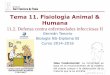 Tema 11. Fisiología Animal & Humanadpbiologia.weebly.com/uploads/2/1/5/5/21553524/gtp_t11.fisiologia... · razón por la que fracasaron los esfuerzos realizados al comienzo del siglo