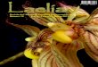 Revista del “Grupo de Estudio y Conservación de ... · Revista del “Grupo de Estudio y Conservación de Orquídeas” Número 15 Enero – Febrero – Marzo 2012