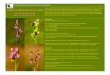 Folleto Orquideas PPT - Zoobotanico Jerez :: … · Los días 12 y 13 de Abril tendrá lugar nuestro primer Taller de Orquídeas, dirigido a aﬁcionados a la biología y la fotografía