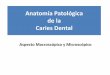 Anatomía Patológica de la Caries Dentalecaths1.s3.amazonaws.com/anatomiapatologicaodontount/1250277158... · Caries de la dentina •El progreso de la caries en dentina sigue una