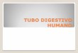 TUBO DIGESTIVO HUMANO - blogs.maristassegovia.org · Estómago: glándulas gástricas Contiene cuatro tipos de células: Células principales: Producen pepsinógeno. En contacto con