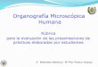 Organografía Microscópica Humana - E-Prints …eprints.ucm.es/33517/1/eprintRubrica.pdf · • Este documento muestra la rúbrica creada para evaluar los archivos elaborados por