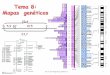 Tema 7: Cartografía genética - genetica.uab.catgenetica.uab.cat/base/documents/genetica_gen/Tema 8 Mapas... · Cruzamiento de T. Morgan pr = Ojos Púrpura vg = Alas vestigiales