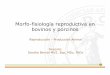 Morfo-fisiología reproductiva en bovinos y porcinoss1047d5f663416975.jimcontent.com/download/version/1427399146/... · Morfo-fisiología reproductiva en bovinos y porcinos Reproducción