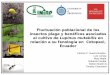 Fluctuación poblacional de los insectos plaga y … · 2018-07-06 · los cultivos de quinua, ... Fenología de L. mutabilis en relación con los insectos plaga ... - Los insectos