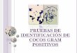 PRUEBAS DE IDENTIFICACIÓN DE COCOS GRAM POSITIVOS · pruebas de identificaciÓn de cocos gram positivos. antes de empezar a trabajar 