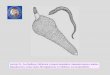 Lección 25.- Los Rotíferos. Definición y sinopsis … · 2011-03-21 · Barras y en el Radial, relacionadas con procesos de transporte y digestión . Testis Sperm duct Cement gland