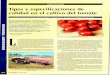 Tomate tlpo pera de Industria. - mapama.gob.es · Los sistemas de clasificación de ... hace que sea una de las hortalizas más populares para ... Una primera división del tomate